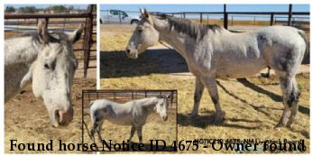 Found horse Notice ID 4675 - Owner found